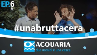 Acquaria: sesta puntata